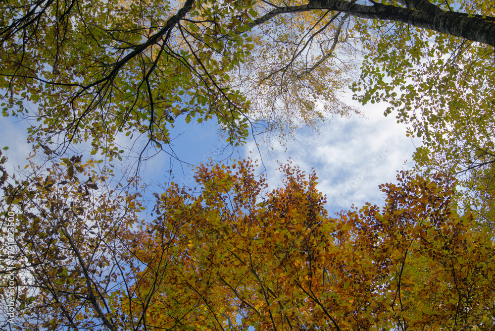 Obraz premium Herbst bäume mit himmel