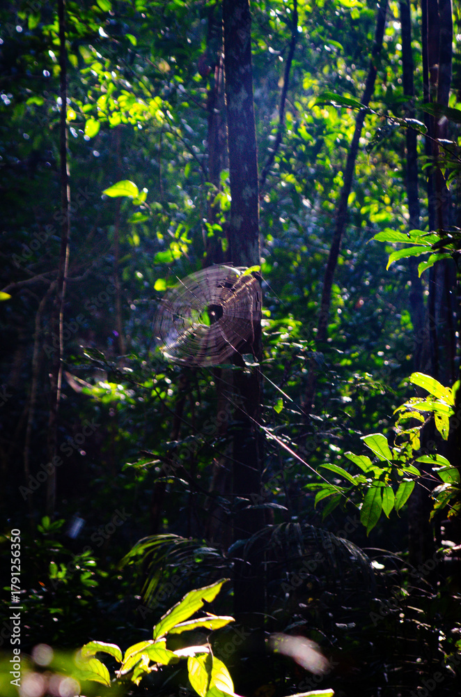 Naklejka premium Spider Web in Amazon Rainforest