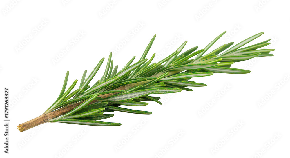 Fototapeta premium Fresh Rosemary Sprig Isolated On Black Background