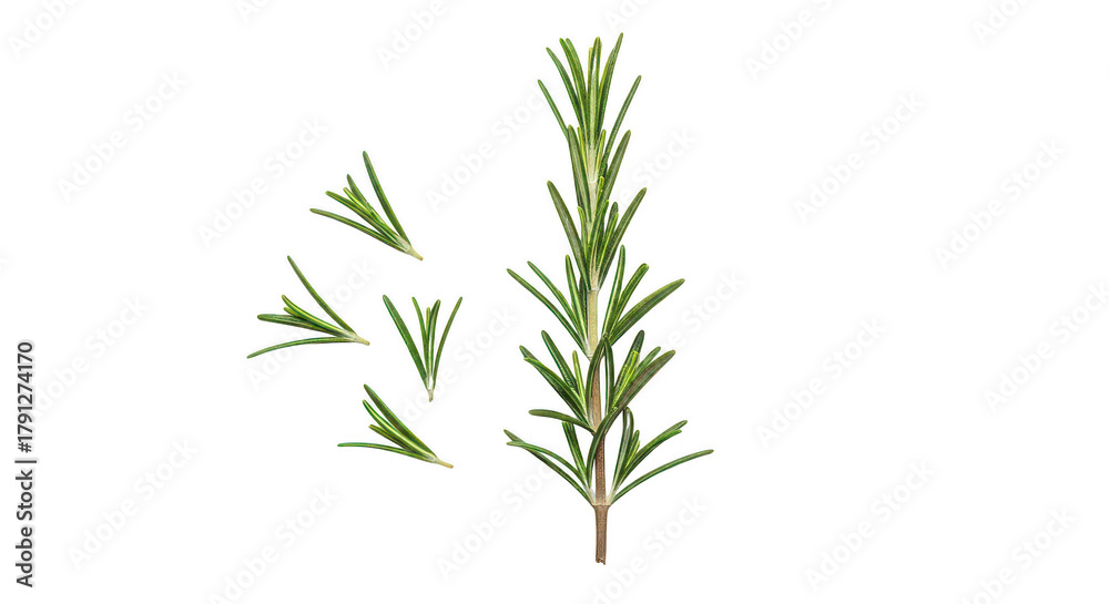 Fototapeta premium Fresh Rosemary Sprig And Leaves On Black Background