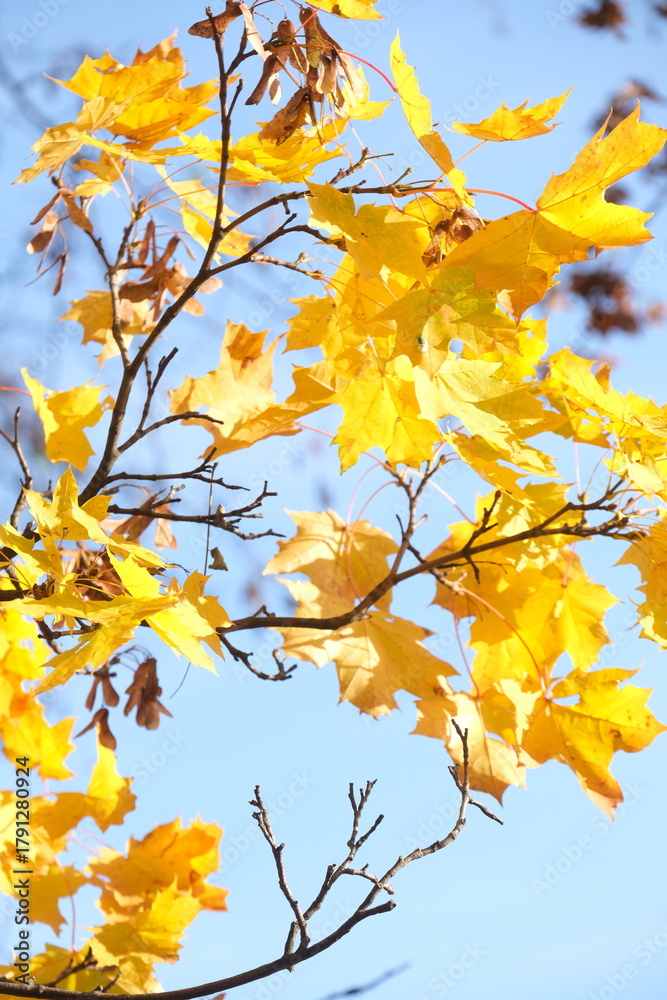 Obraz premium Autumn trees in yellow forest. Park with fallen leaves on the foreground 