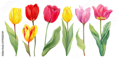 Vibrant collection of colorful tulips in full bloom against a clean white background
