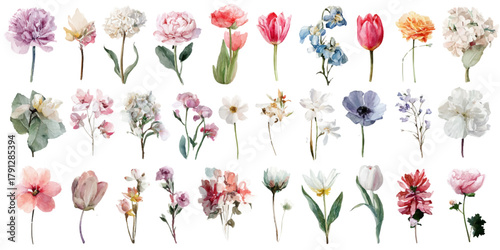 Collection of delicate watercolor floral illustrations with soft pastel colors on white background