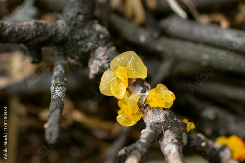 Yellow jelly fungus Tremella mesenterica on dead plant branch with Peniophora, witches' butter mushroom, yellow brain, selective focus