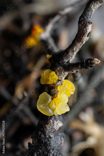 Yellow jelly fungus Tremella mesenterica on dead plant branch with Peniophora, witches' butter mushroom, yellow brain, selective focus