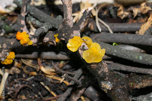 Yellow jelly fungus Tremella mesenterica on dead plant branch with Peniophora, witches' butter mushroom, yellow brain, selective focus