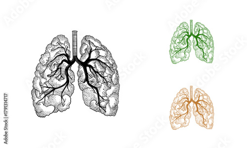 Hand drawn Healthy Lungs illustration, Lungs combined with Leaf Nature concept