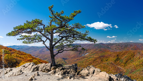 Принти на полотні Lone tree on mountain cliff with fall foliage in Shenandoah Valley