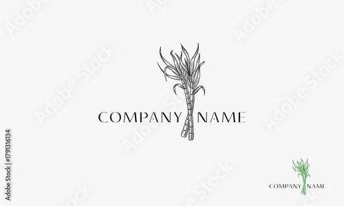 Sugar Cane hand drawn logo, Cane tree vector logo with vintage style