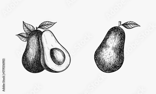 Hand drawn vector image of sliced avocado fruit. Sketch of alligator pear. Image of healthy and organic food or salad ingredient. Vegan and vegetarian meal. Agriculture and farming, gourmet, culinary