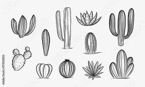 Set of cacti with flowers. Hand drawn illustration converted to vector
