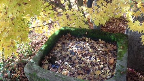 buntes Herbstlaub in einem Wassertrog