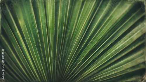 Close-up of a Palm Leaf Fronds, Detailed Green Texture.