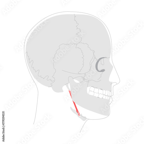 Stylohyoid - Human suprahyoid muscle shown in anatomy diagram, elevates and retracts hyoid bone during swallowing, medical reference and head side view educational illustration