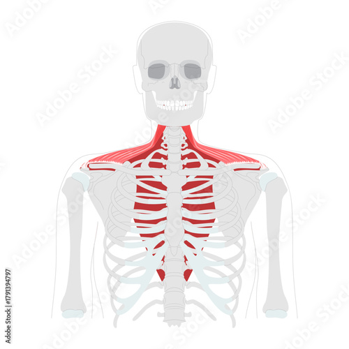 Trapezius - Large human back and neck muscle shown in anatomy chart, shaped like a trapezoid, responsible for moving, and stabilizing the scapula, essential for posture and shoulder movement education