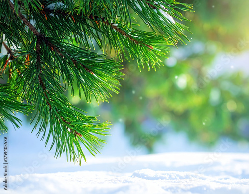 Lush green christmas tree branches covered with delicate snow offer serene winter scene. Bright sunlight filters through soft bokeh background creating magical festive atmosphere outdoors