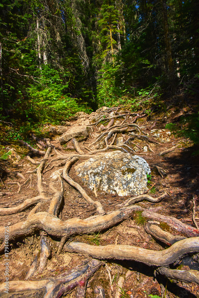 Naklejka premium Tree Roots and Rocky Trail in Dense Forest Sunlight