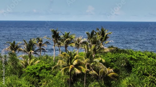 Palm trees and dense green vegetation growing near the coastline with the open blue ocean in the background. Siargao, Philippines.