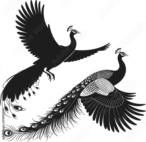 Stylized peacocks in flight, black and white vector illustration, elegant bird artwork, detailed feather design, ornamental wildlife drawing, graceful motion concept