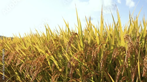 風に揺れる稲穂　品種:つや姫