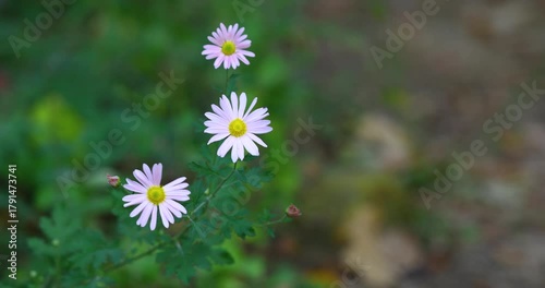 Gentle Flowers Swaying in Breeze