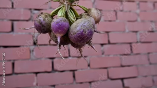 Rustic turnips bunch hanging against a brick wall, freshly harvested root vegetables, farm fresh produce