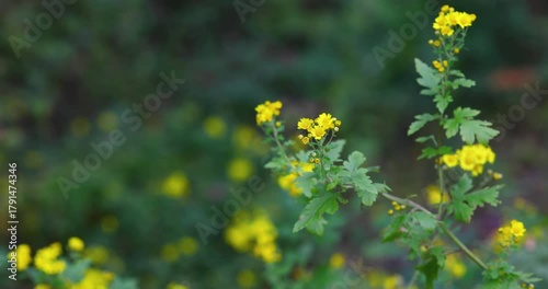 Yellow Wildflowers Swaying in Breeze