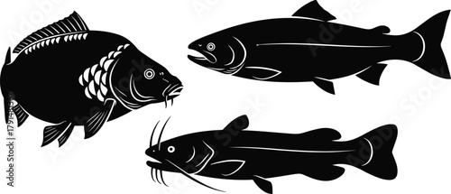 Fish silhouette collection, carp trout catfish vector set, black aquatic animal design, freshwater species illustration, fishing icon art