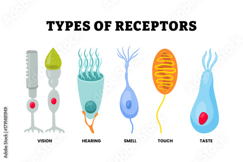 Different types of receptor cell type set collection. Labeled vision, light, photoreceptor, hearing, hair cell, smell  olfactory odorant receptor, touch or mechanoreceptors, taste or gustatory.