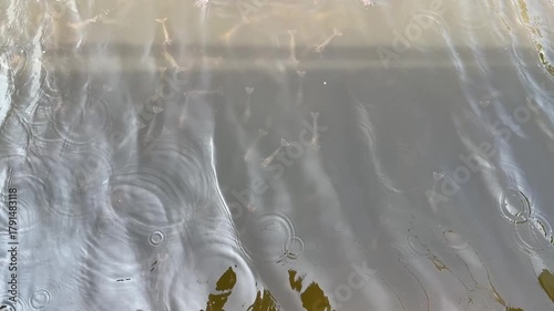 Shrimp is swimming, fresh shrimp
