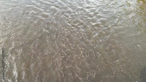 Shrimp is swimming, fresh shrimp
