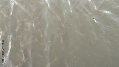 Shrimp is swimming, fresh shrimp
