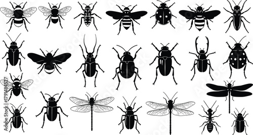 Insect, silhouette, bug, vector, black, white, wings, antennae, legs, beetle, bee, ant, dragonfly, fly, nature, wildlife, anatomy, design, illustration, entomology