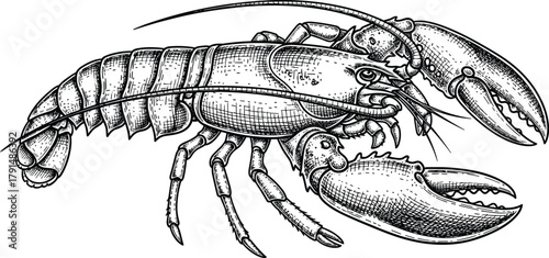 Lobster illustration, black and white, crustacean drawing, marine life, detailed anatomy, seafood art, ocean creature, vector, biology, exoskeleton