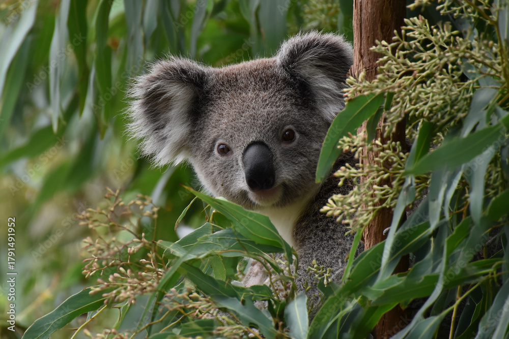 Fototapeta premium Wild Koala Sitting on Eucalyptus Branch Surrounded by Green Foliage, Showcasing Nature and Animal Tranquility