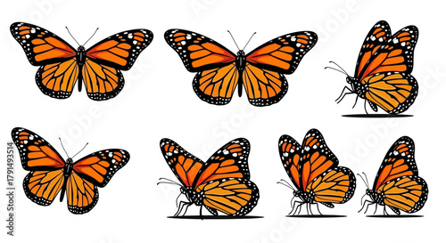 Seven monarch butterflies are illustrated in various poses, some with wings spread and others at rest, against a white background.