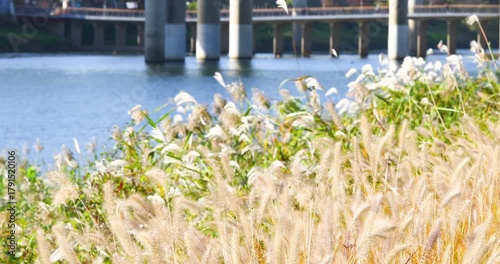 Gentle Grasses Swaying by Riverside