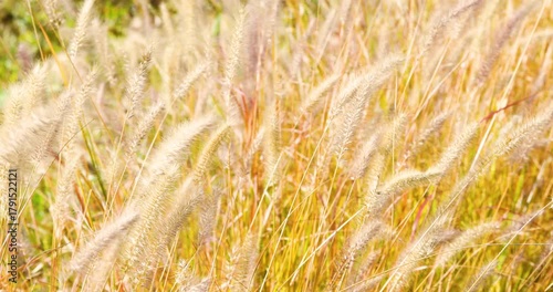 Gentle Grasses Swaying in Soft Breeze