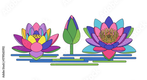 Colorful lotus flowers and bud on water