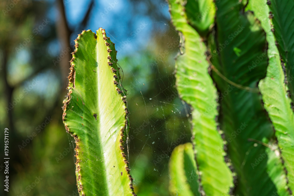 Naklejka premium cactus, fábrica, naturaleza, cactaceae, flor, árbol, hojas, primavera, helecho, sucursal, desierta, flora, huerta, espina, close-up, macro, florecer, botánica, verano, suculenta, bosque, verde