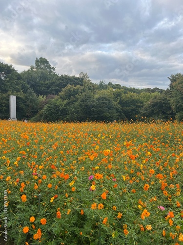 field of yellow flowers