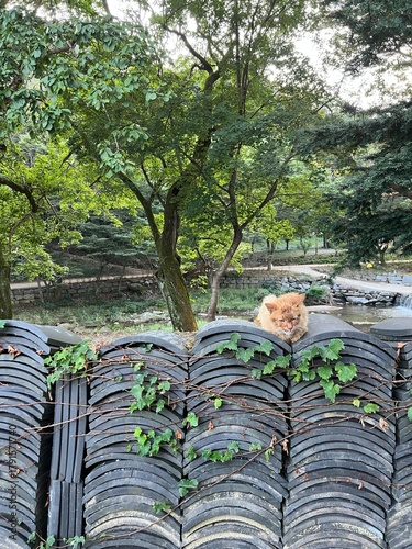 Cat sitting on a pile of tiles