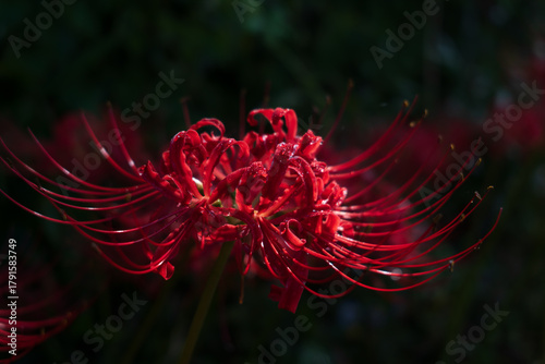 Photos A single red spider lily highlighted against a deep, dark background