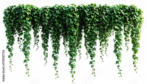 Trailing dense green ivy, hanging down