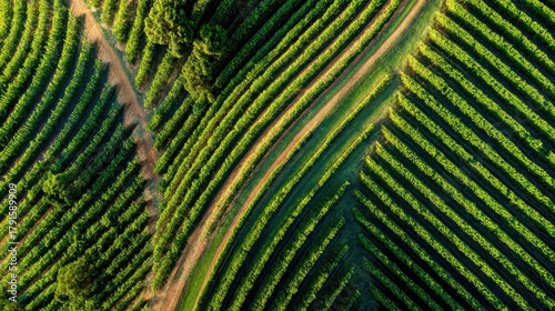 Aerial View of Lush Vineyard Rows, Green Landscape, Agriculture.
