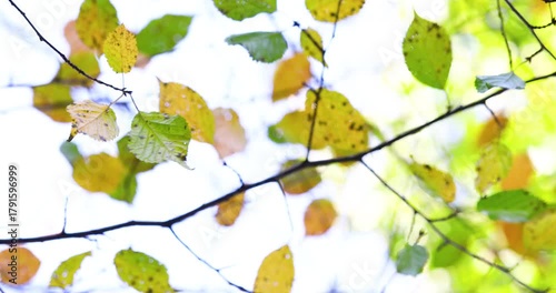 Autumn Leaves Dancing in Gentle Breeze