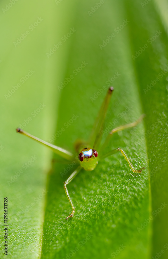 Fototapeta premium Green Insect with Red Eyes Macro Portrait