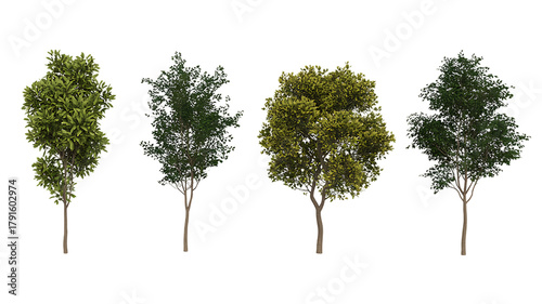 Set of blossoming frontal street spring trees medium and small isolated png on a transparent background perfectly cutout