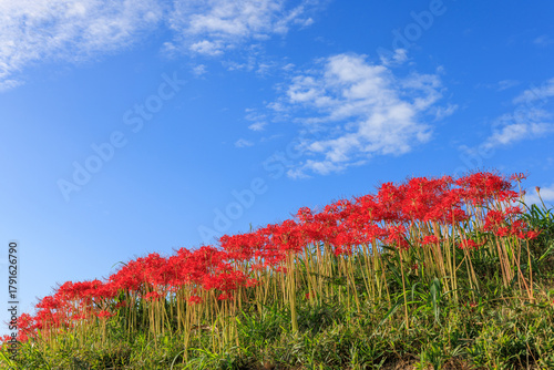 彼岸花咲く里の秋景色　愛知県半田市