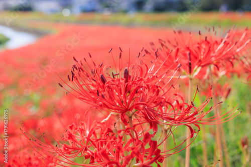 彼岸花咲く里の秋景色　愛知県半田市